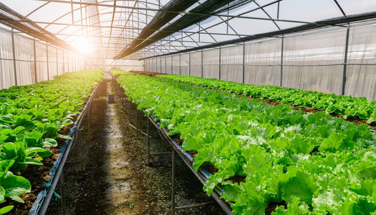 Empowering Farmers Through Modern Agricultural Training