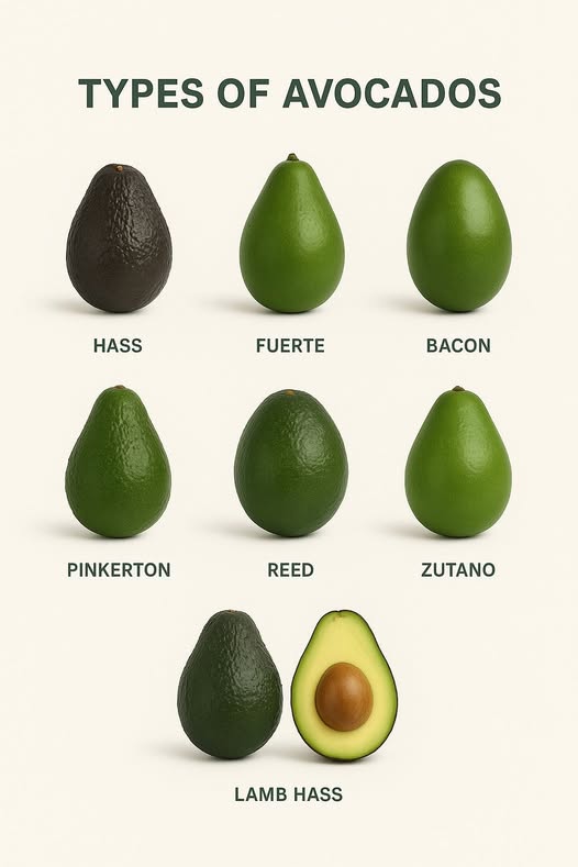 Unlocking Opportunities at the Makueni Avocado Summit